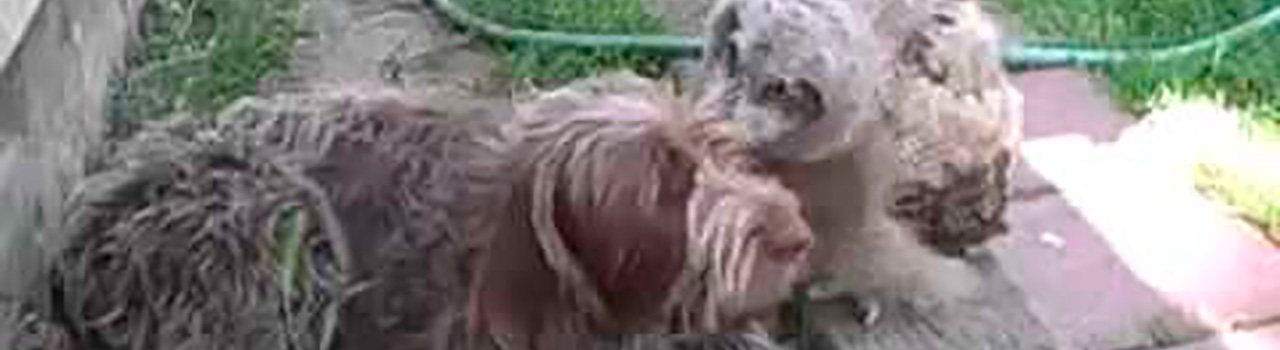 La bonita amistad entre un Búho y una perra