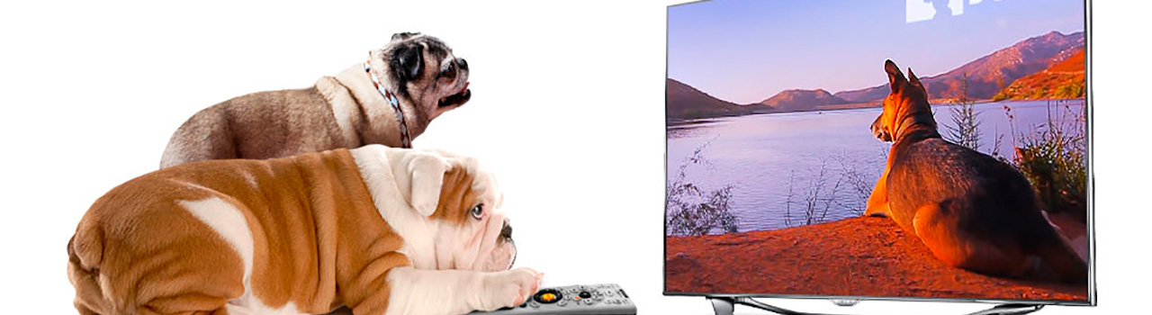 Ha llegado la tele para perros