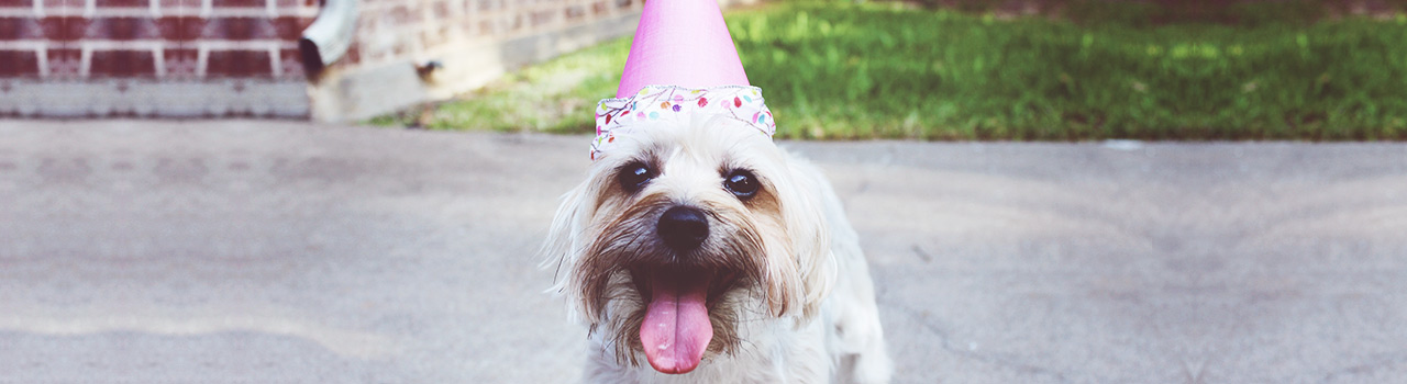 ¿Qué edad humana tiene tu perro?