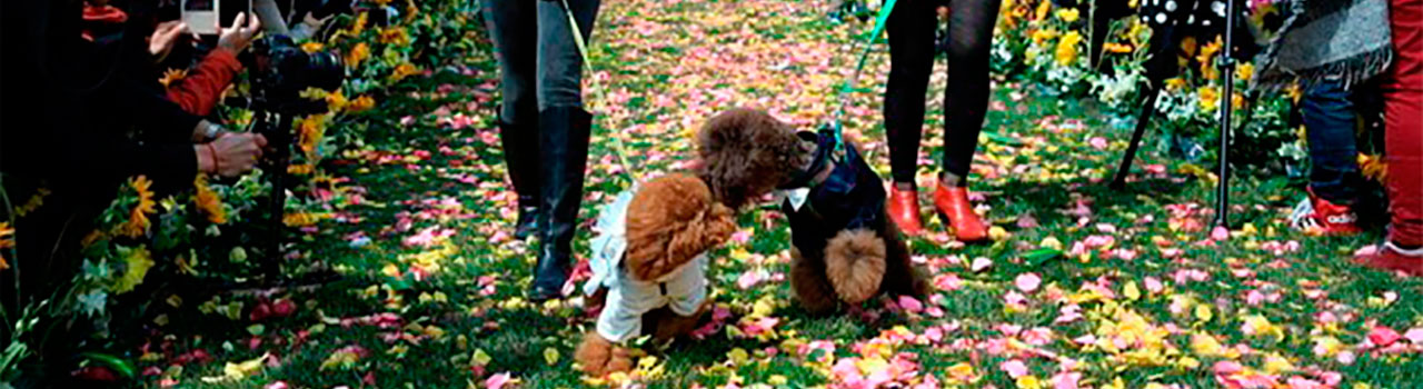 boda-perros