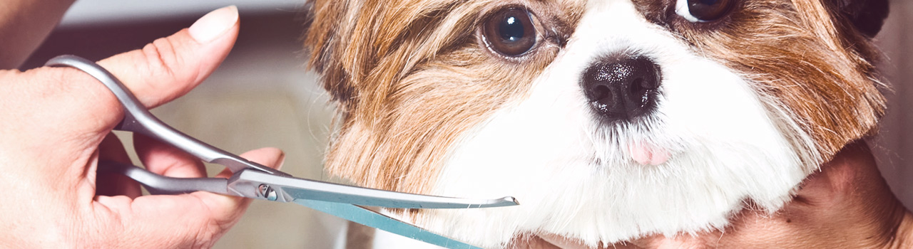 ¿Cortarle o no cortarle el pelo a tu perro con la llegada del calor?