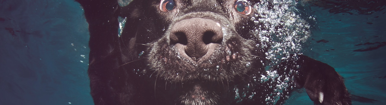 Impresionantes fotos de perros bajo el agua de Seth Casteel