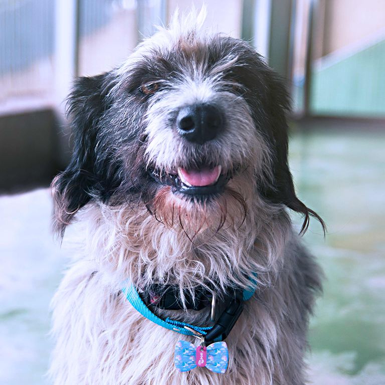24 razones para adoptar