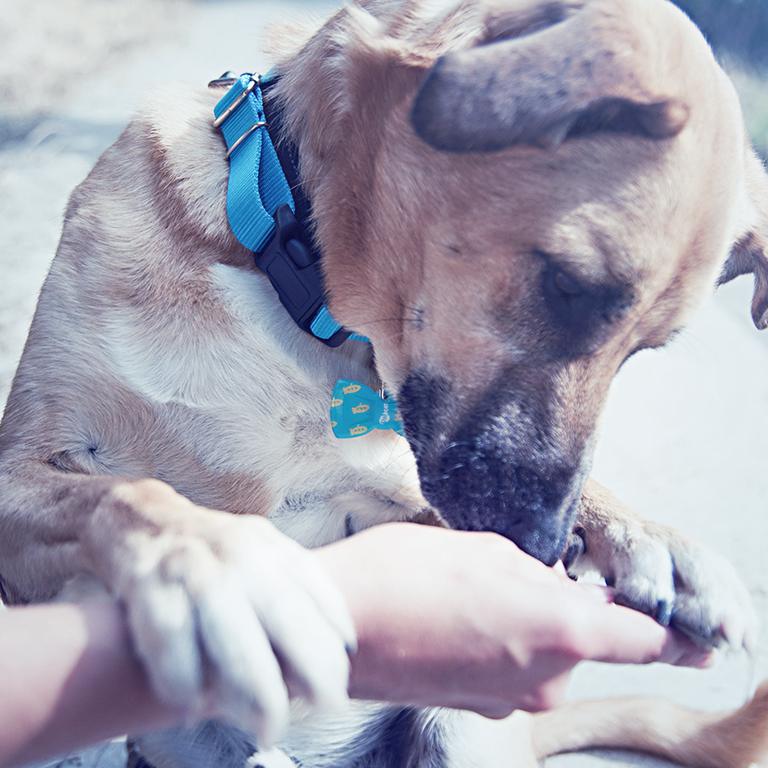 24 razones para adoptar