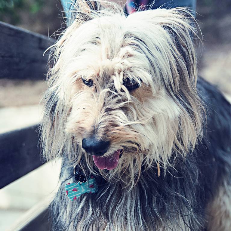 24 razones para adoptar