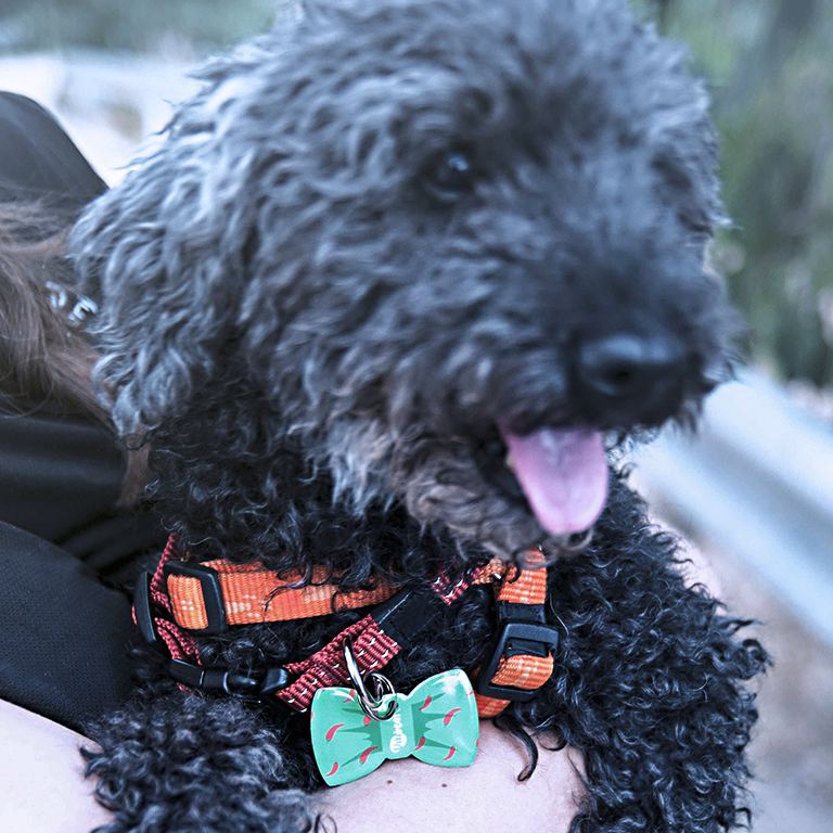 24 razones para adoptar