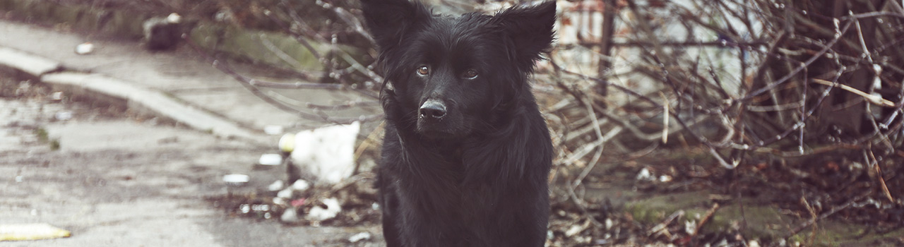 Qué hacer cuando encuentras un perro abandonado
