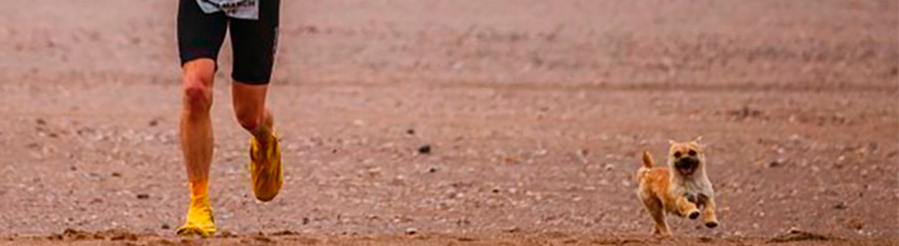 La competición que unió a una perrita abandonada y a un deportista en el  desierto