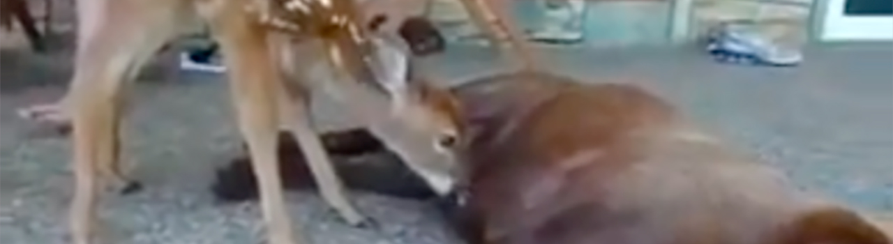 Un cervatillo huérfano es amamantado por una perra labradora