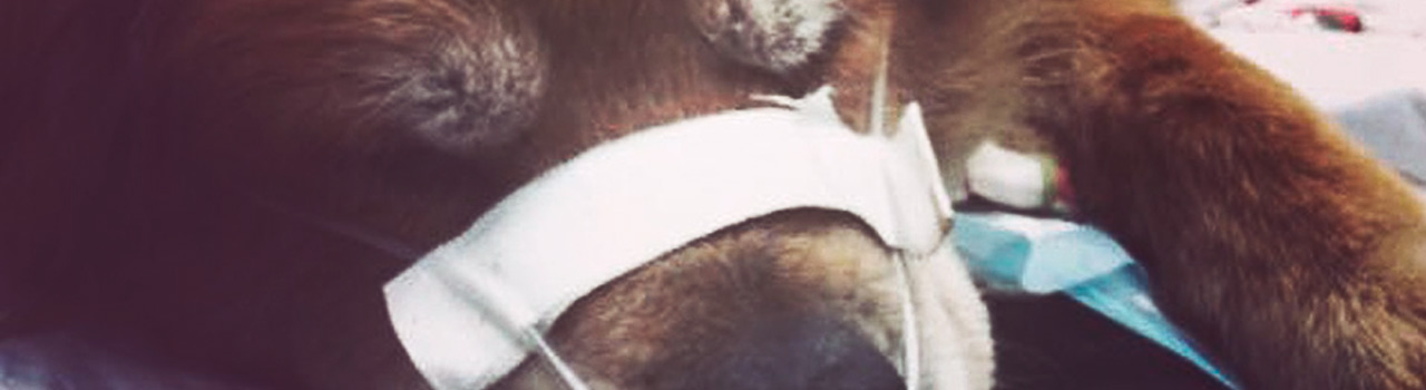 Che, el perro que salvó la vida de su dueña en un incendio