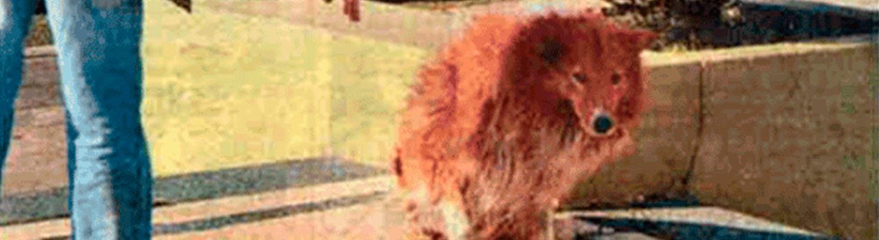 Collie, el perro que permaneció 9 años junto a la tumba de su dueño