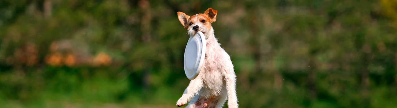 disdog-perro-deporte