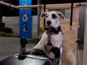 dogs-might-fly3