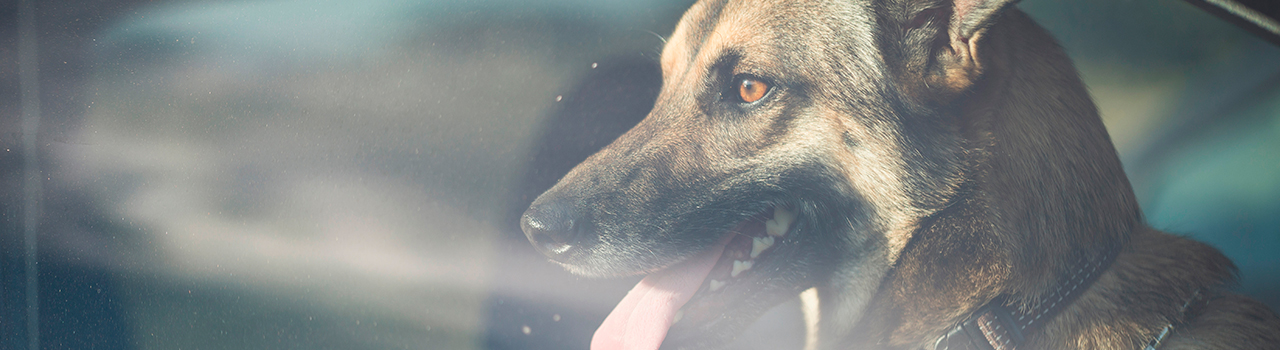 Florida y la ley para salvar a un perro del calor