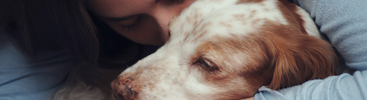Cómo consiguió Holanda convertirse en el primer país sin perros abandonados