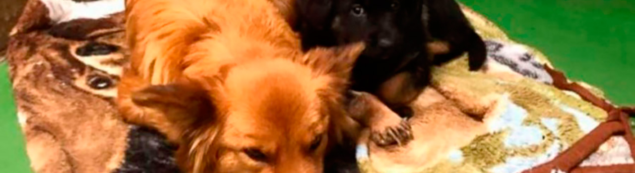 Maggie, la perra que escapó de su jaula en una residencia para calmar el llanto de unos cachorros