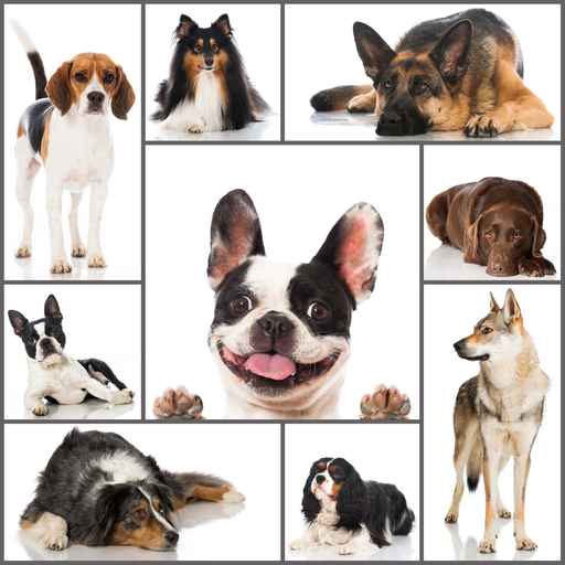 Rassehunde - Collage
