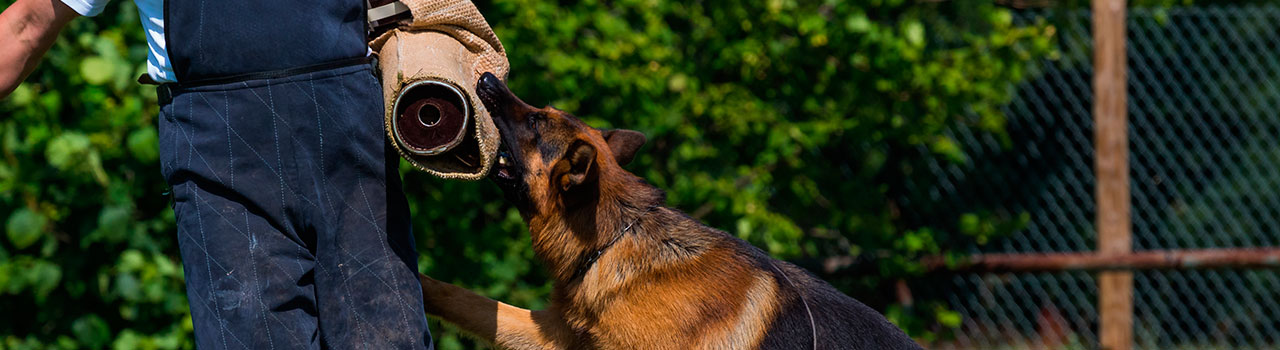 Conoce en qué consiste el Schutzhund