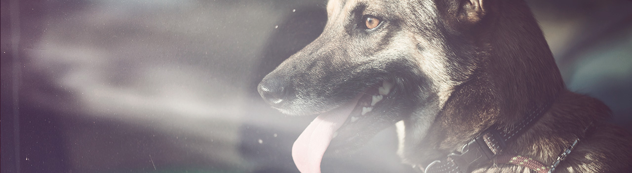 «Eres un hijo de la gran puta si piensas abandonar a tu mascota en vacaciones»