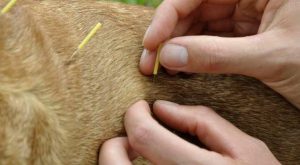 acupuntura-perro-dindog