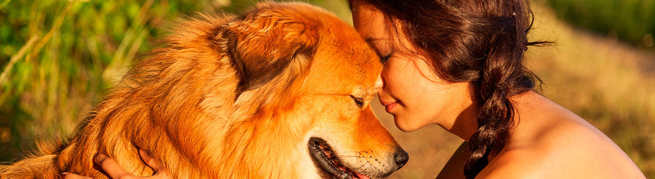 Pasos para adoptar un perro