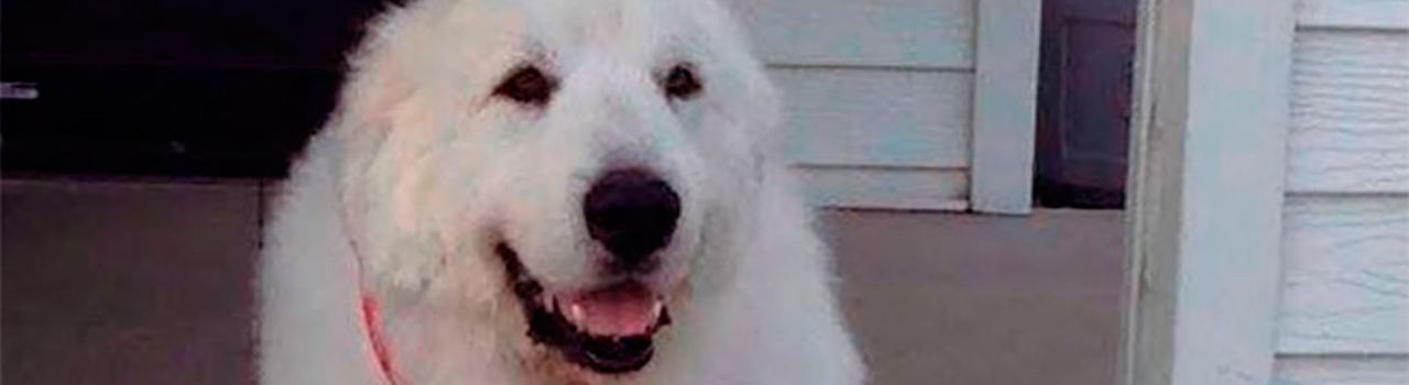 Duke, el perro reelegido tres veces alcalde de un pueblo de EEUU