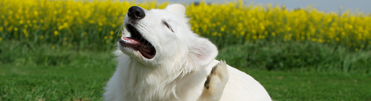 Las alergias primaverales en los perros