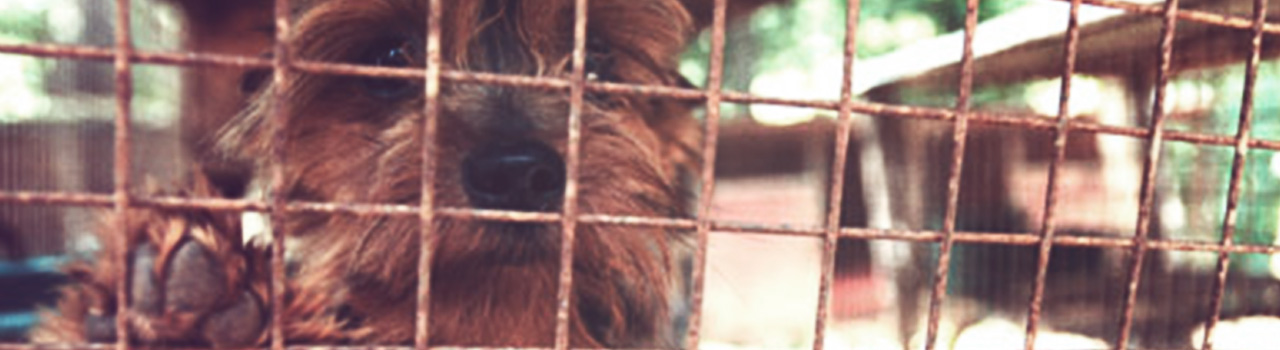 España dice NO al anteproyecto de ley para regular la compraventa de perros