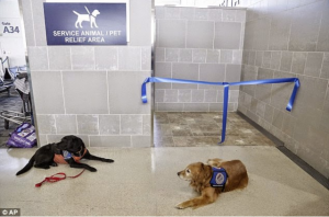 aseo_perro_aeropuerto_detroit