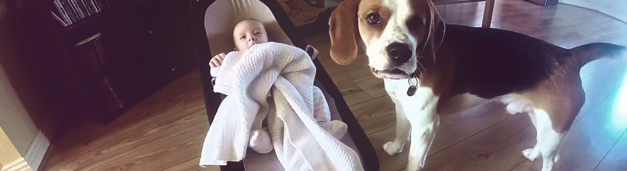 Charlie, el perro que desearían todos los padres