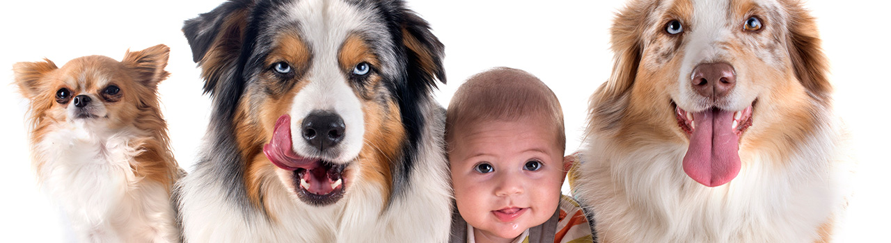 Prepara a tu perro para la llegada del bebé a casa