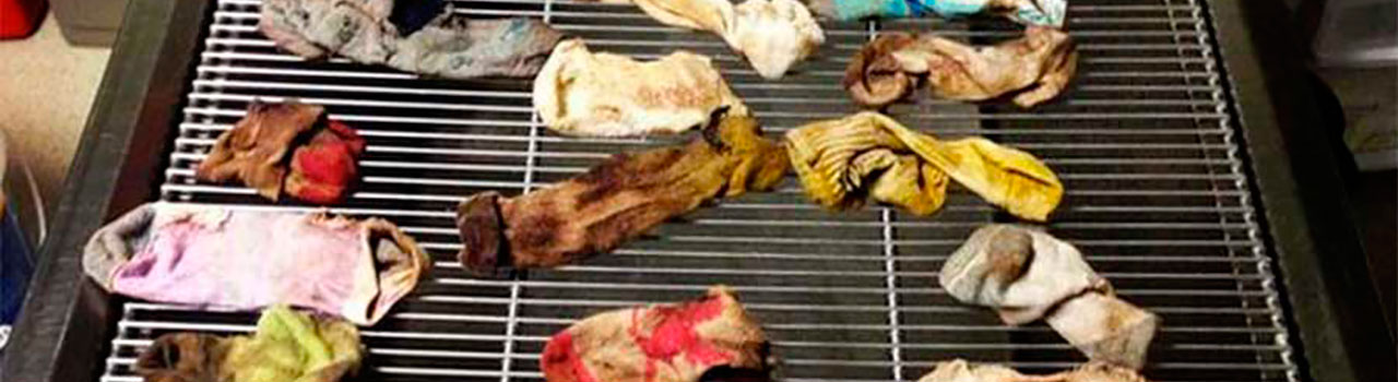 Un perro almacena 43 calcetines en su estómago