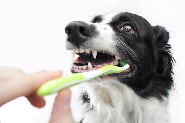 cepillado-dientes-perro