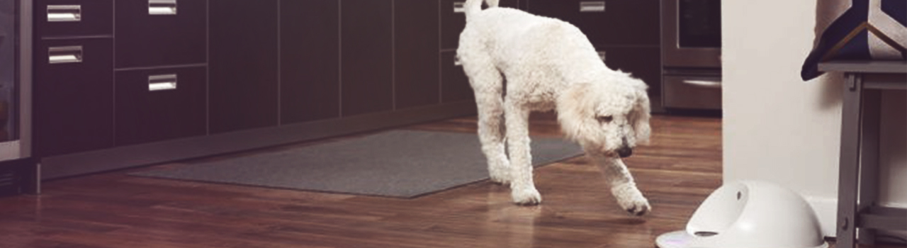 ¿Ansiedad por separación? Tu perro ya no estará solo cuando no estés con él