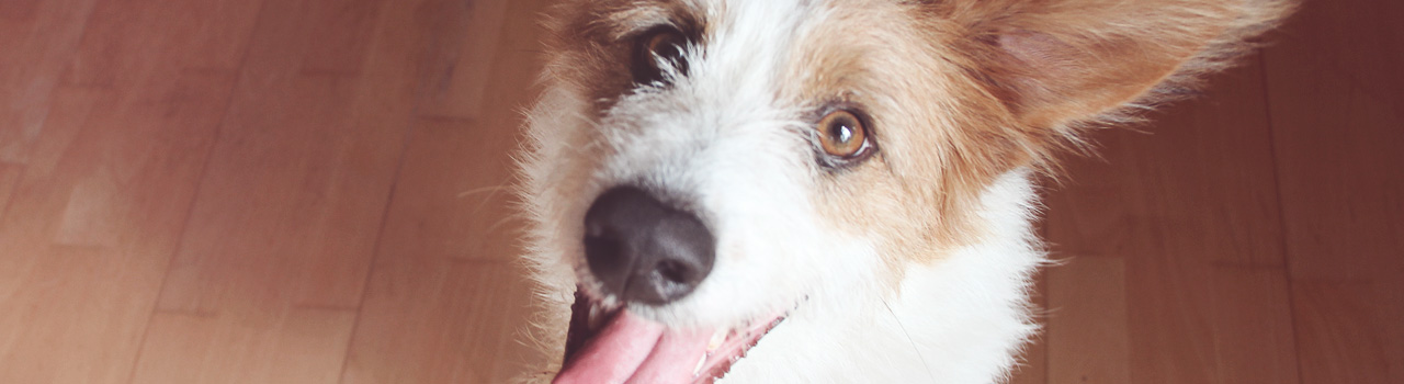 cuidar-oido-perro