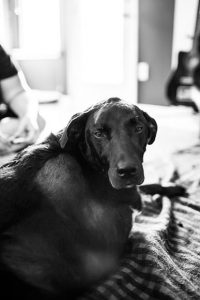 duke6