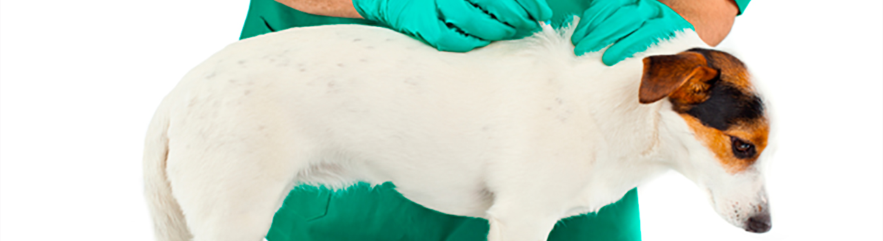 esterilizacion-perro