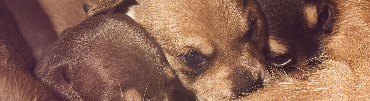 La fábrica de cachorros que se convirtió en albergue