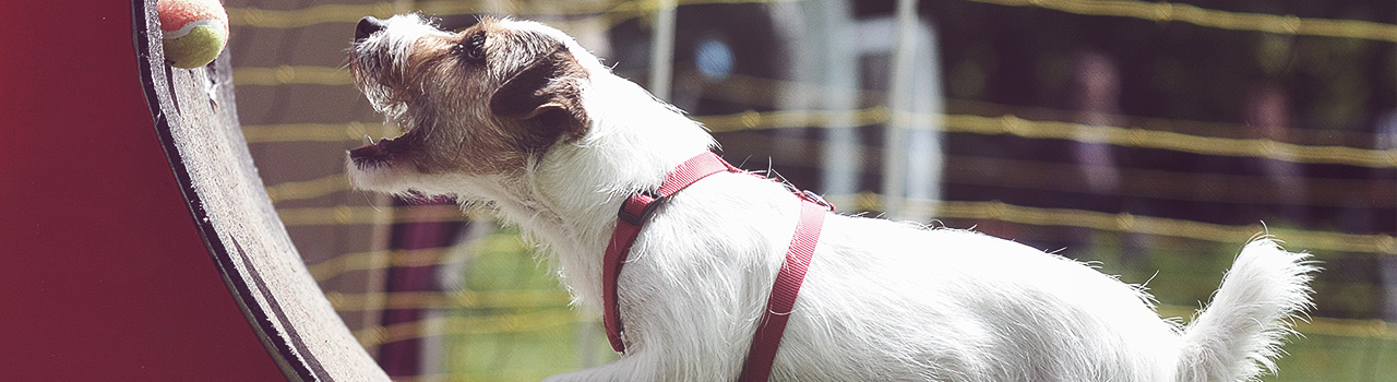 flyball-perro