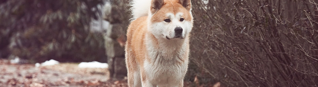 La increíble historia de Hachiko, el perro más fiel