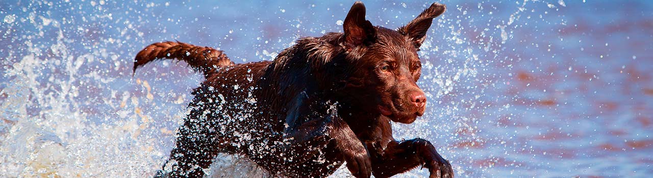 Los ladridos de un perro salvan a un hombre que se ahogaba en Málaga