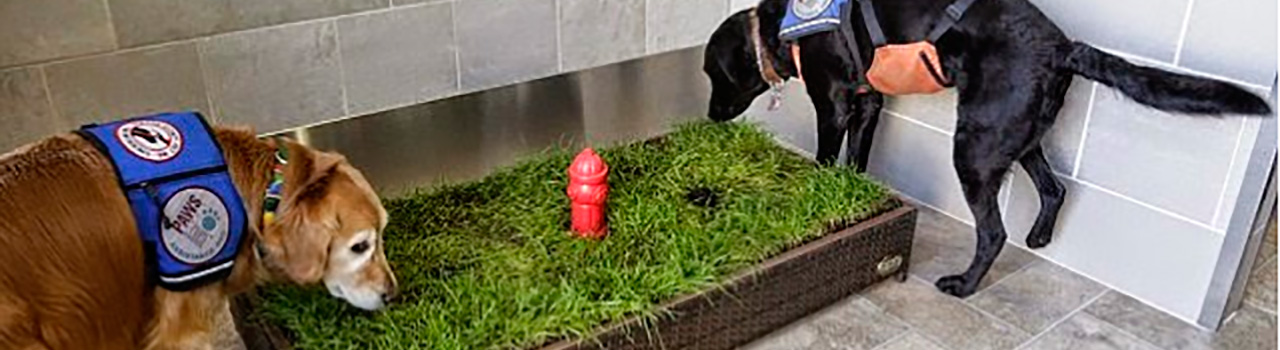 Baño para perros en el Aeropuerto de Detroit