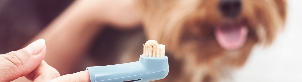 Cuida correctamente los dientes de tu perro para prevenir enfermedades