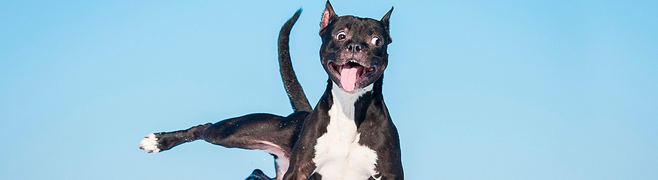 Madrid se compromete con el  ‘sacrificio cero’ de mascotas