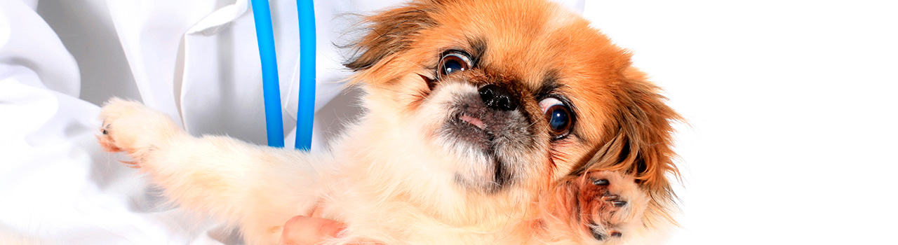 Ayuda a tu perro a perder el miedo al veterinario
