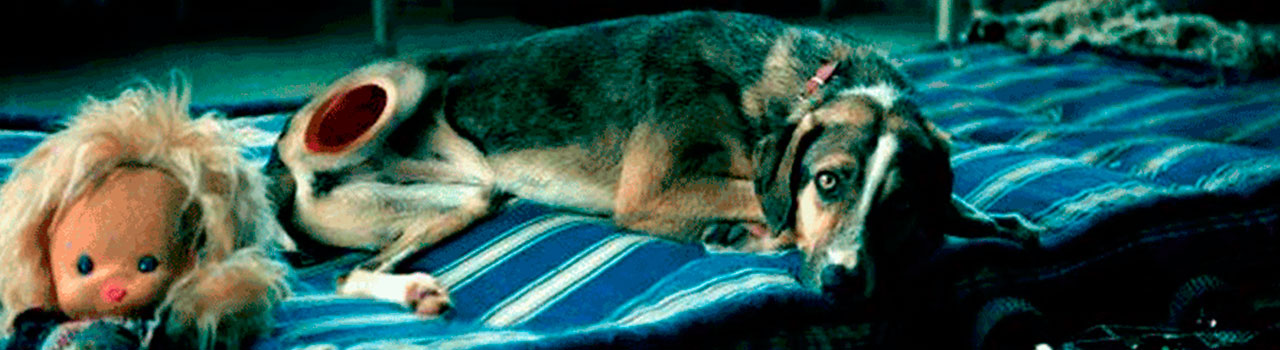 Campaña de Navidad: ‘No compres, adopta’