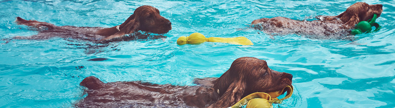 Madrid estrena su primera piscina para perros