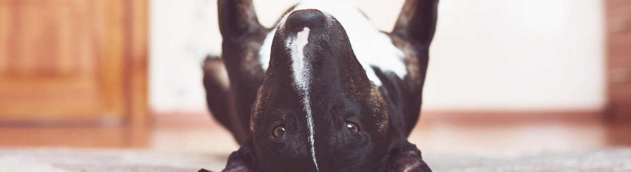 Why do dogs wallow?