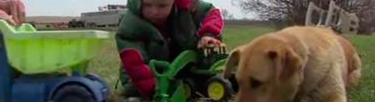 Un perro salva la vida a un niño de 3 años en EE.UU.