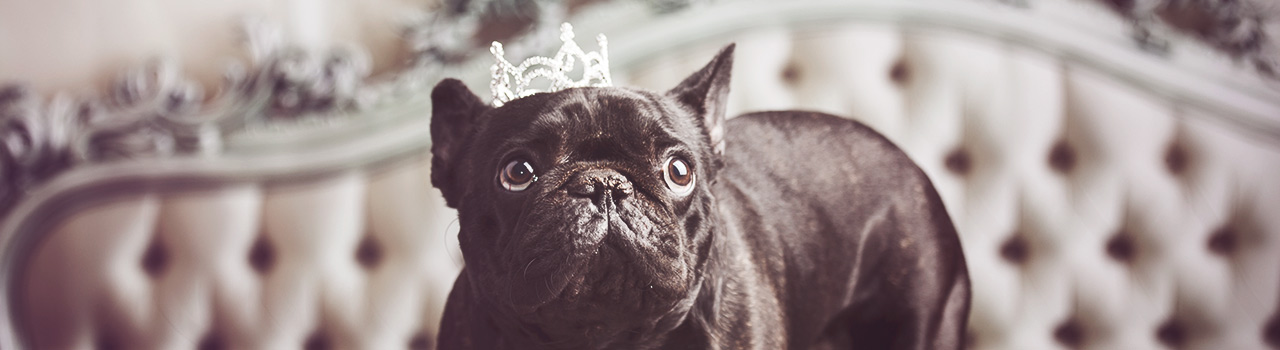 Conoce a los perros de nuestros famosos